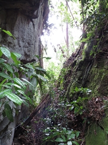 Part of a plot (photo: Lan Qie, Bako, 2013)